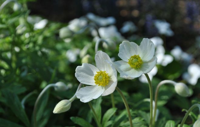 как выглядит ветреница лесная как выглядит ветреница лесная