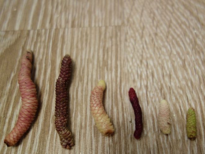 Как вырастить ахименес из ризомы Как вырастить ахименес из ризомы