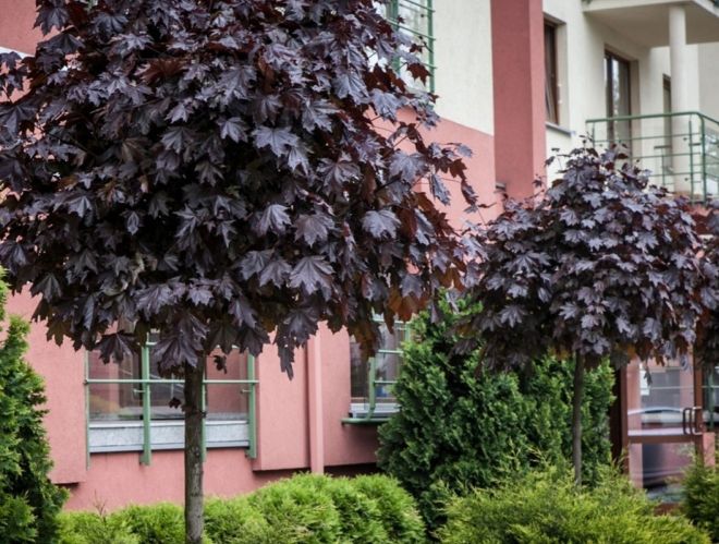 клен остролистный роял ред клен остролистный роял ред