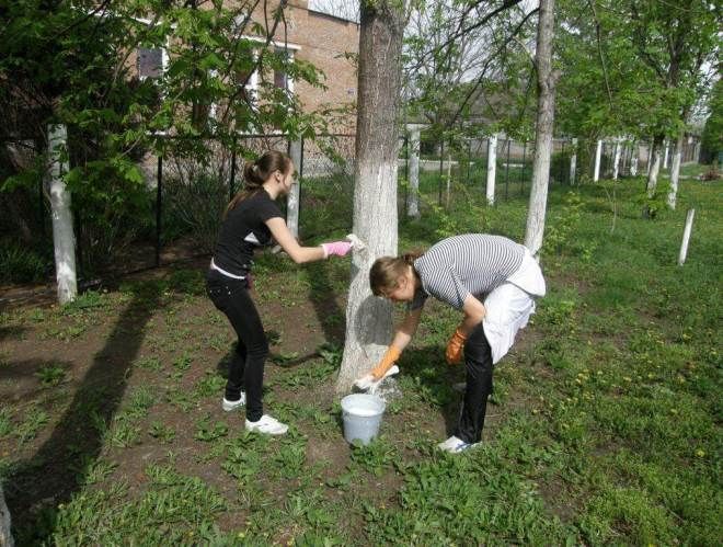 когда белить деревья когда белить деревья