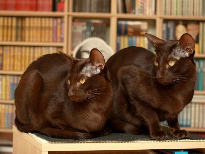 Кошка гавана окрас махогони Кошка гавана окрас махогони