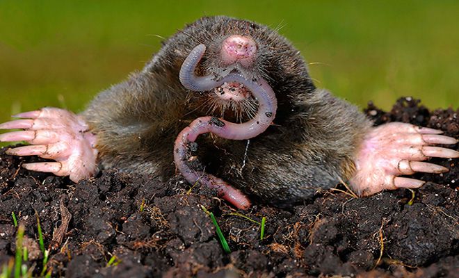 крот ест червя крот ест червя