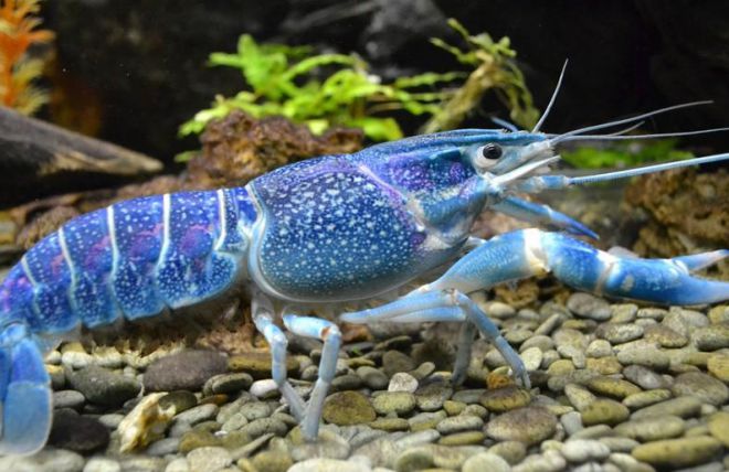 кубинский рак в аквариуме кубинский рак в аквариуме