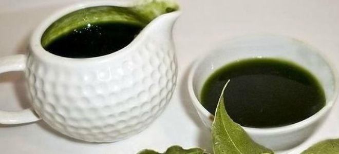 лавровый лист противопоказания лавровый лист противопоказания