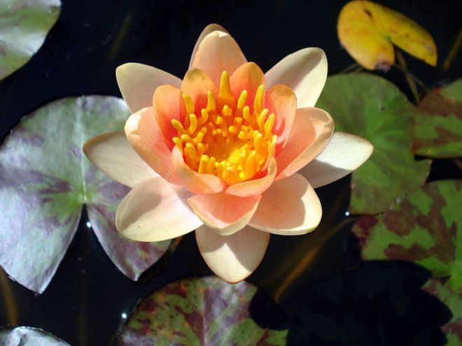 нимфея аврора нимфея аврора