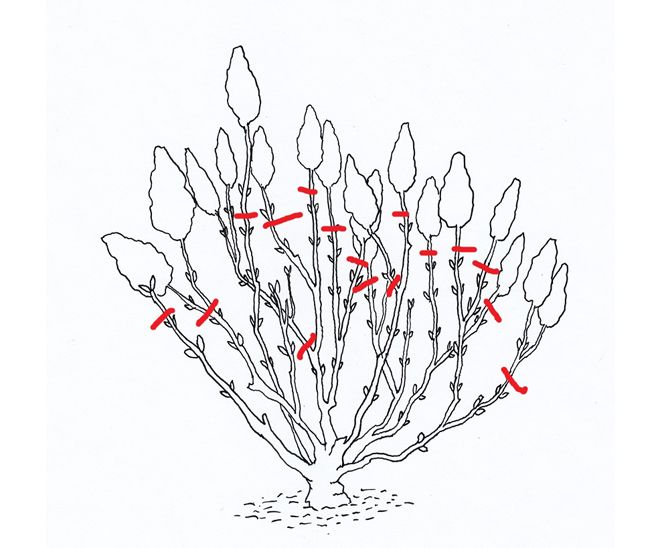 обрезка метельчатой гортензии обрезка метельчатой гортензии