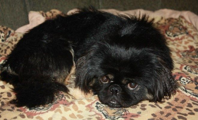 окрасы пекинесов черный окрасы пекинесов черный