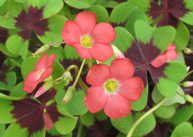 оксалис четырехлистный оксалис четырехлистный