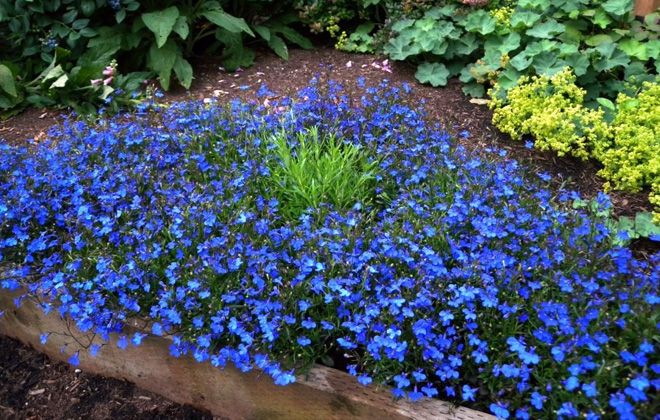 описание незабудки описание незабудки