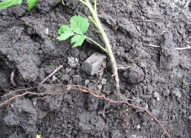 пересадка малины пересадка малины