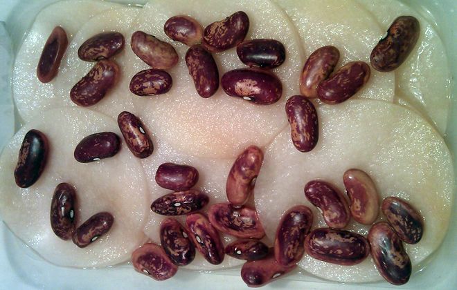 подготовка фасоли к посадке подготовка фасоли к посадке