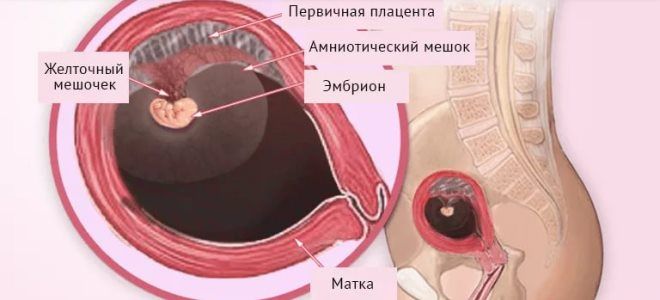 пять недель беременности пять недель беременности