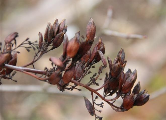 размножение семенами размножение семенами