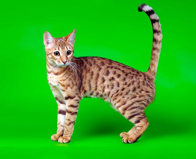 серенгети кошка характер серенгети кошка характер