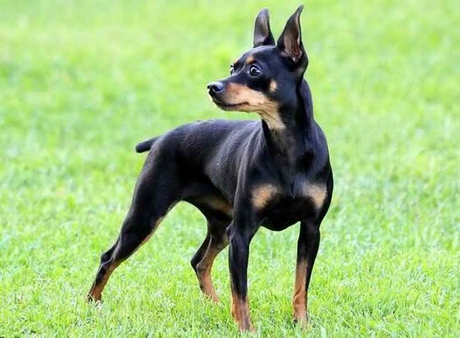 собака пражский крысарик собака пражский крысарик