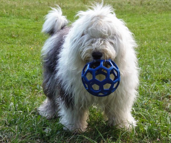 содержание бобтейла содержание бобтейла