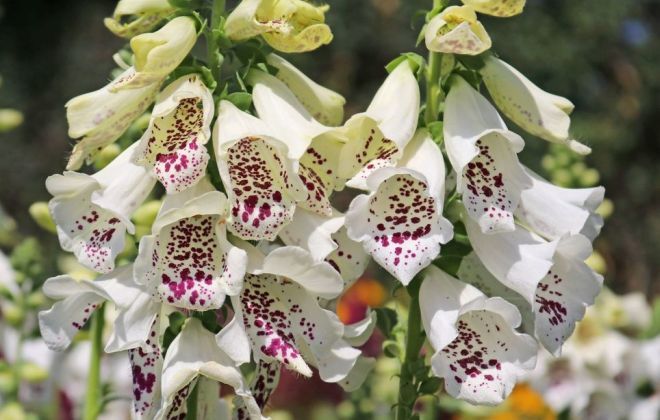 Сорта наперстянки пурпурной далматин Сорта наперстянки пурпурной далматин