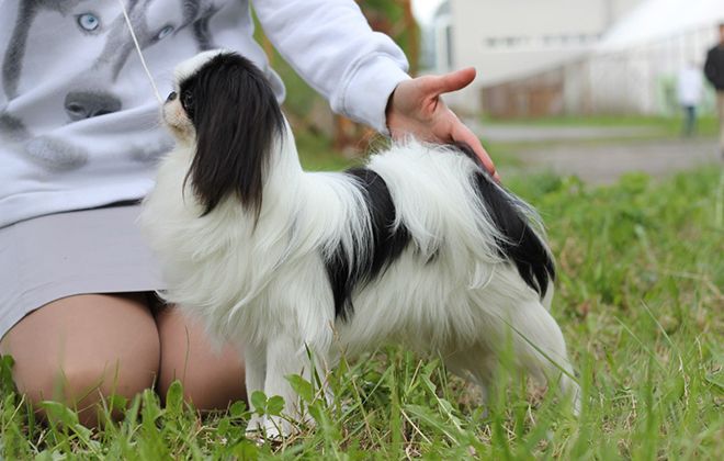 стандарт породы хин стандарт породы хин