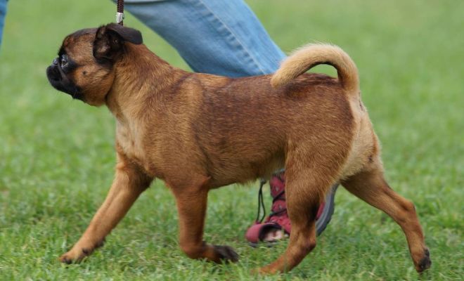 стандарт породы пти брабансон стандарт породы пти брабансон