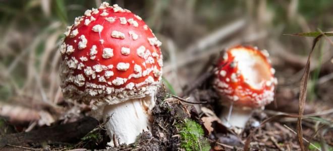 таблетки от отравления грибами таблетки от отравления грибами