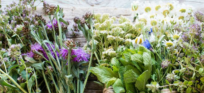 травы от изжоги травы от изжоги