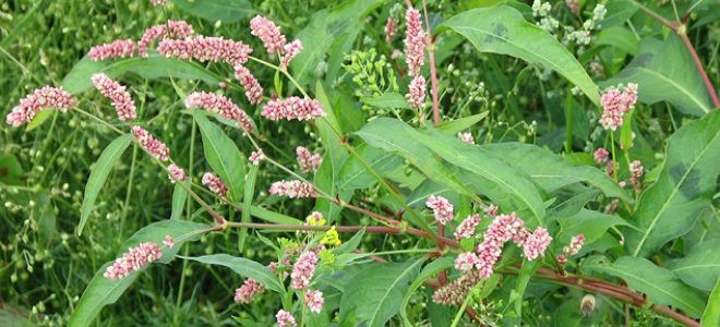 травы при маточном кровотечении травы при маточном кровотечении