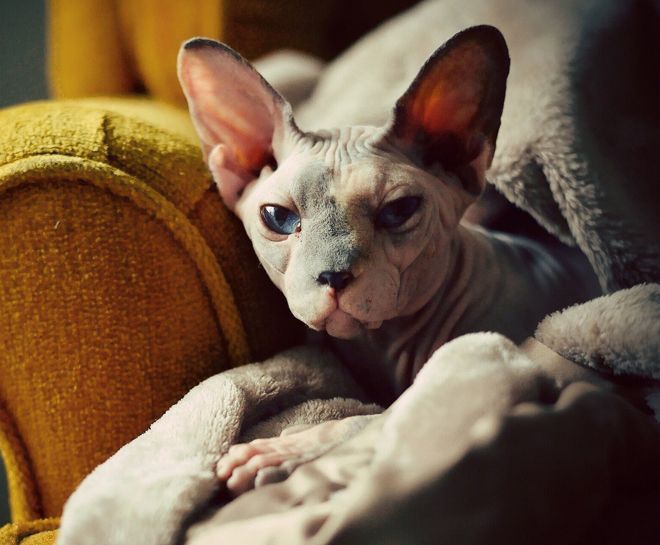 виды сфинксов виды сфинксов