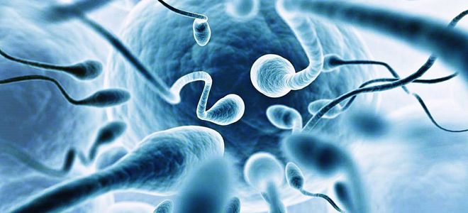 врач андролог врач андролог