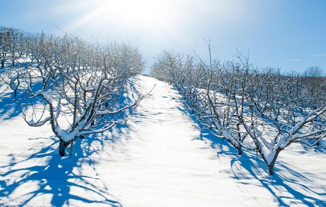 яблоня грушовка московская зимостойксть яблоня грушовка московская зимостойксть