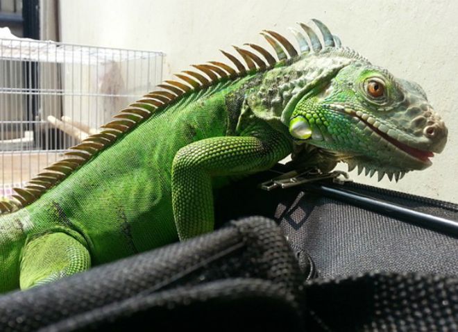игуана игуана