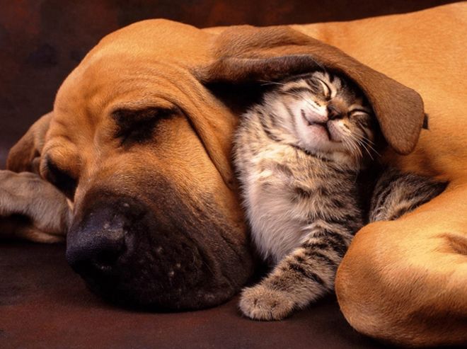 зачем люди заводят домашних питомцев зачем люди заводят домашних питомцев