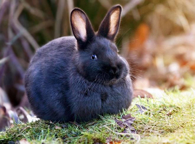 кролик кролик