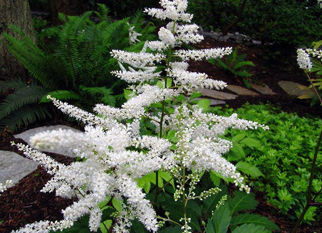 астильба виды гибриды андерса астильба виды гибриды андерса