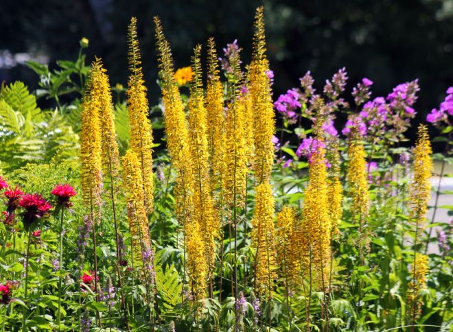 бузульник Пржевальского уход бузульник Пржевальского уход