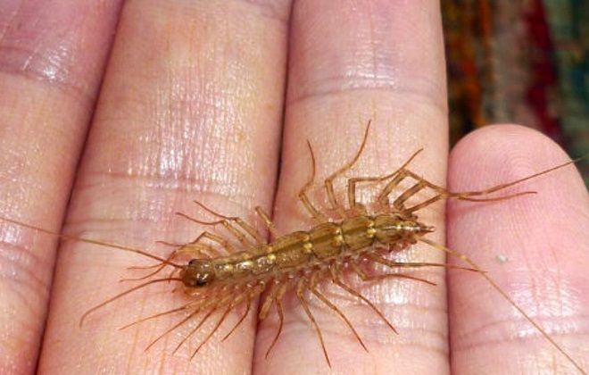 чем опасно насекомое мухоловка чем опасно насекомое мухоловка