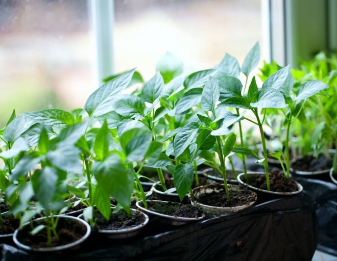 чем подкормить рассаду перца чем подкормить рассаду перца
