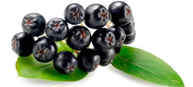 черноплодная рябина лечебные свойства черноплодная рябина лечебные свойства