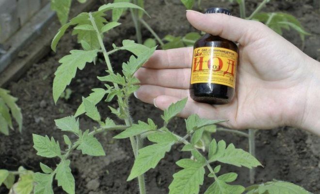 что добавить при поливе помидоров что добавить при поливе помидоров