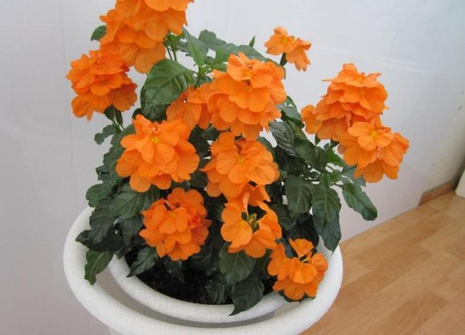 цветок кроссандра уход в домашних условиях цветок кроссандра уход в домашних условиях