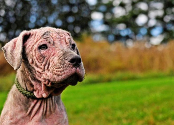 демодекоз у собак стадии болезни демодекоз у собак стадии болезни