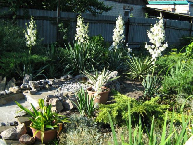 Где посадить юкку садовую Где посадить юкку садовую