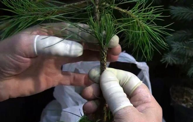 горная сосна Пумилио размножение горная сосна Пумилио размножение