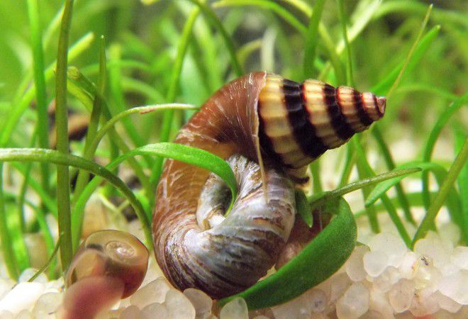 хелена кормление хелена кормление