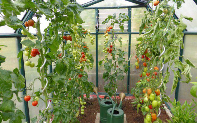 как часто надо поливать помидоры в теплице как часто надо поливать помидоры в теплице