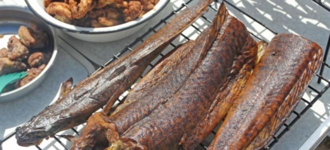 Как коптить налима горячего копчения Как коптить налима горячего копчения