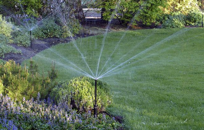 как поливать актинидию как поливать актинидию