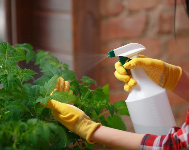 как правильно опрыскивать помидоры борной кислотой как правильно опрыскивать помидоры борной кислотой