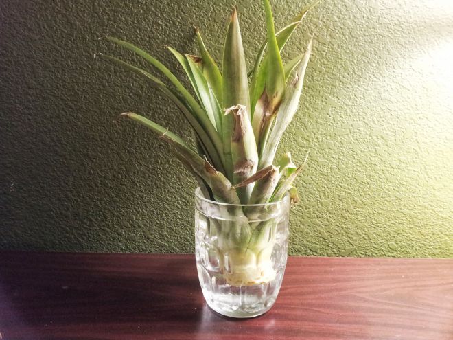 Как прорастить ананас Как прорастить ананас