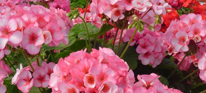 как сделать масло герани в домашних условиях как сделать масло герани в домашних условиях