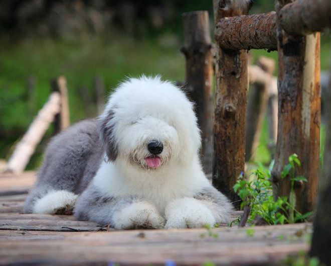 как ухаживать за бобтейлом как ухаживать за бобтейлом